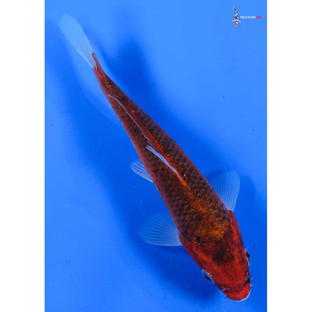6.5” Imported Goromo