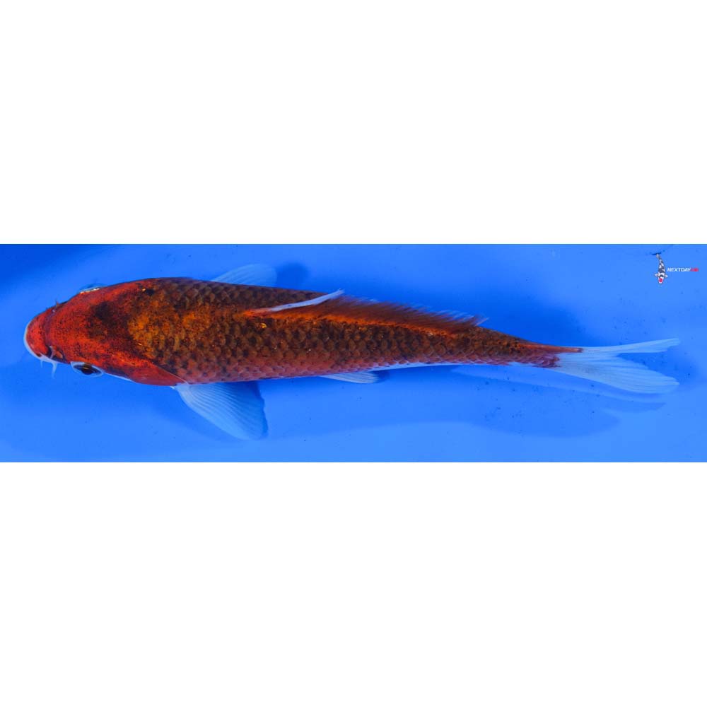 6.5” Imported Goromo