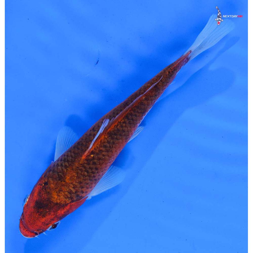 6.5” Imported Goromo