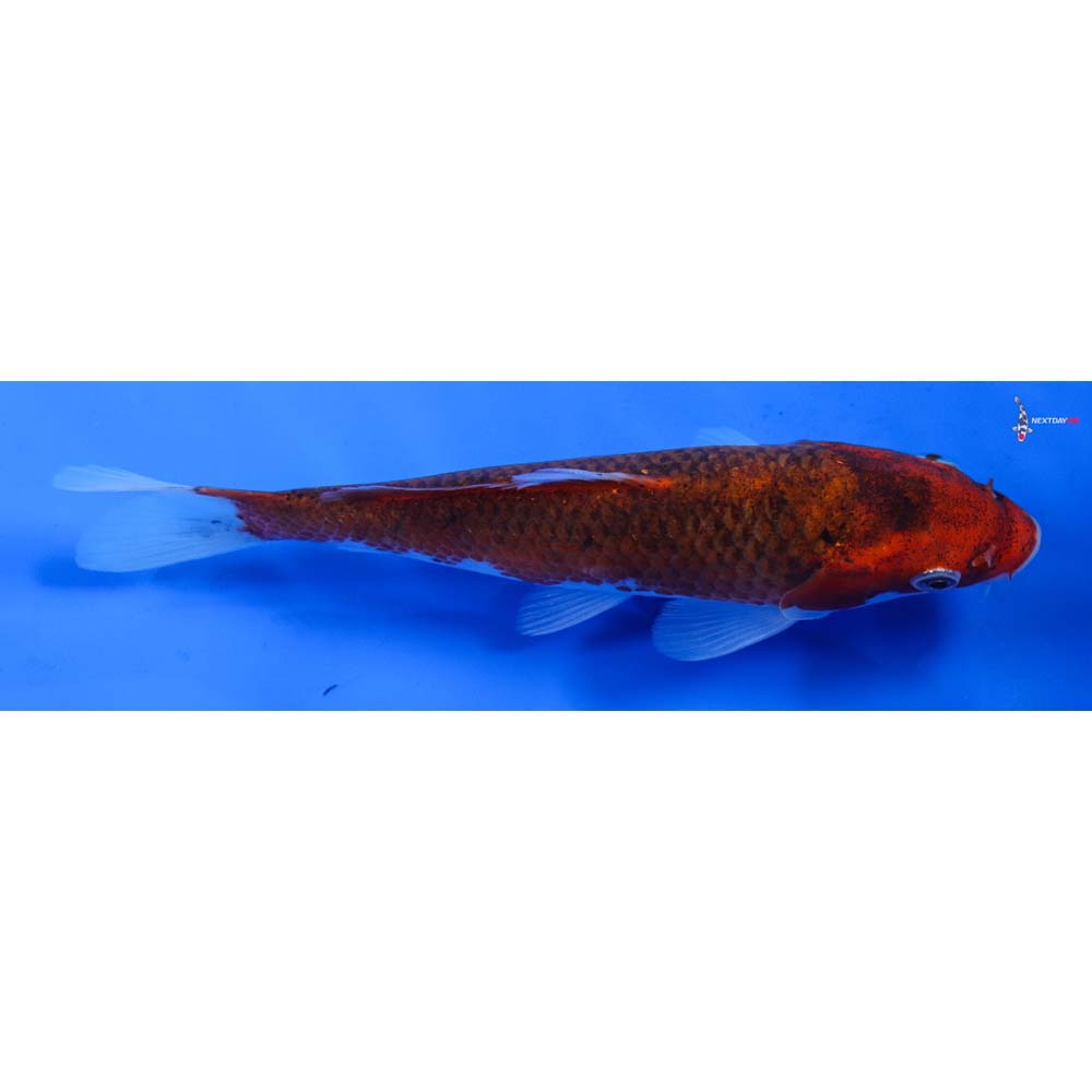 6.5” Imported Goromo