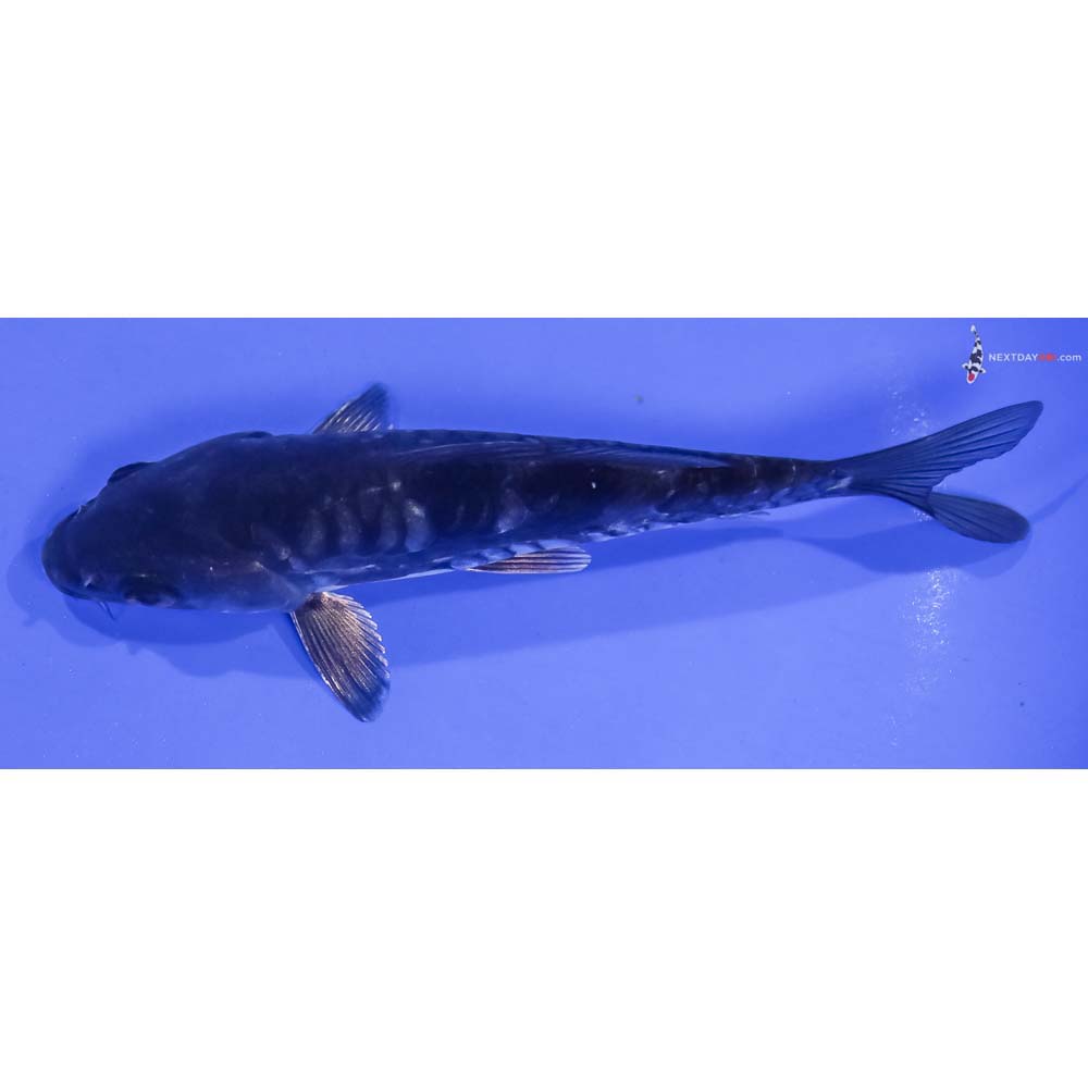 6” Imported Armor Scaled Hajiro