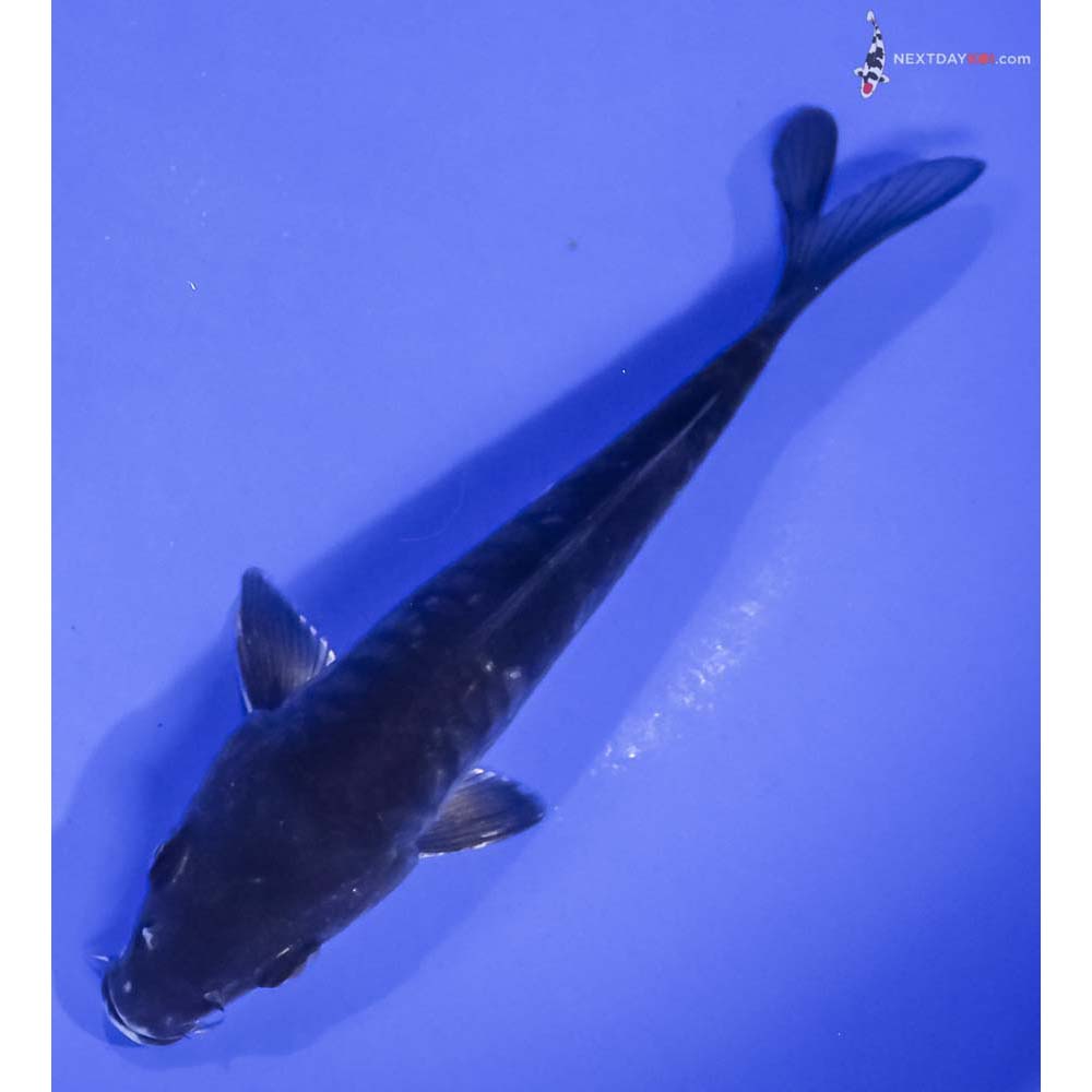 6” Imported Armor Scaled Hajiro