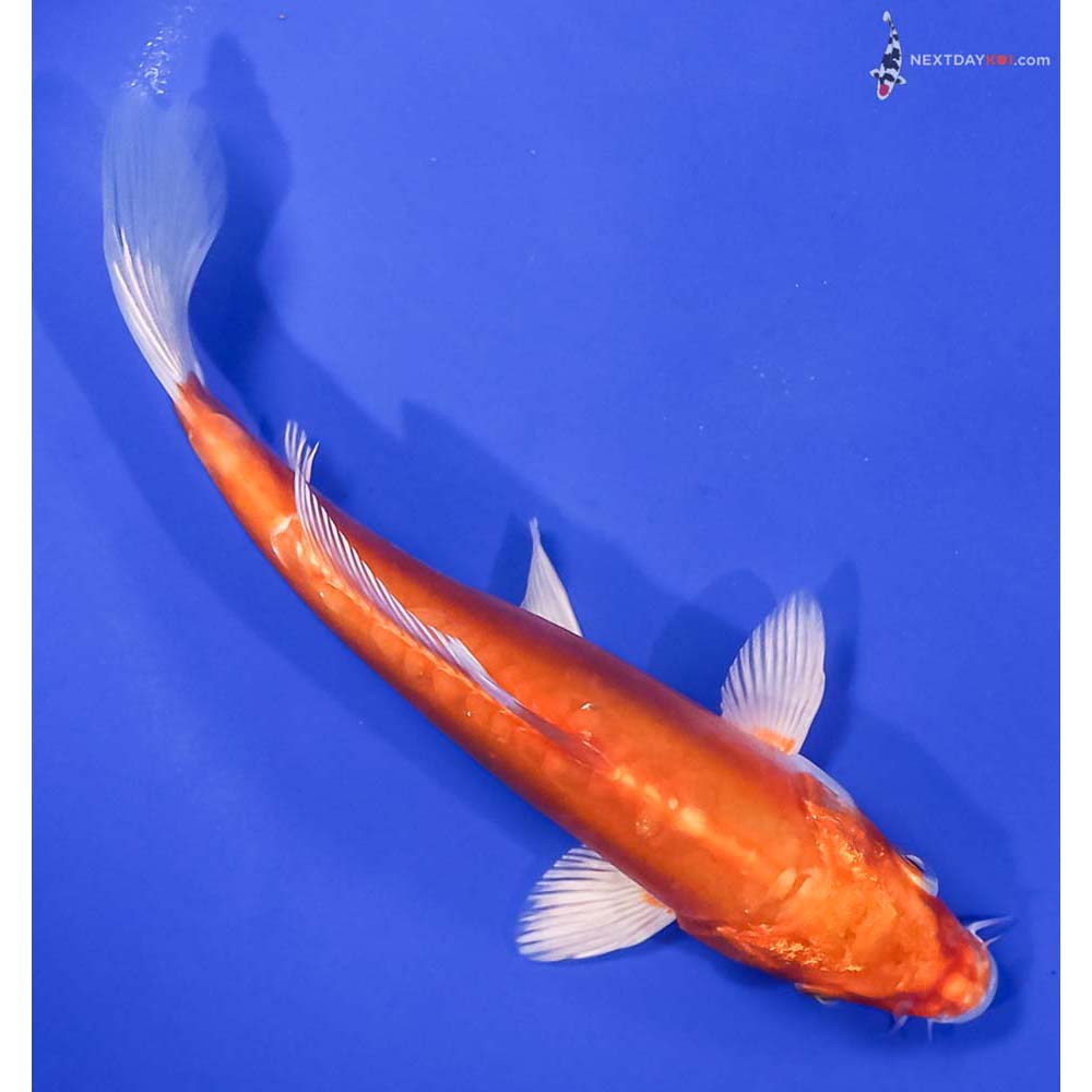 6.5” Imported Kikusui