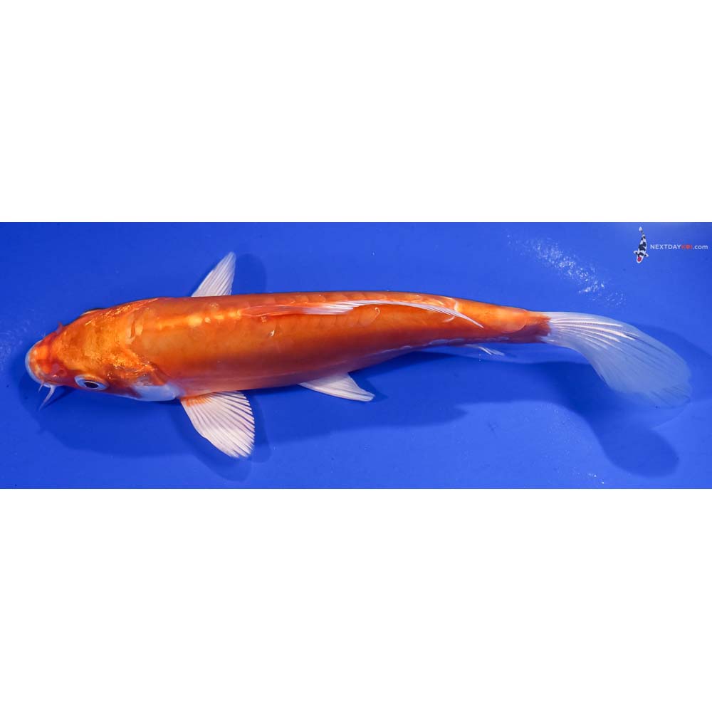 6.5” Imported Kikusui