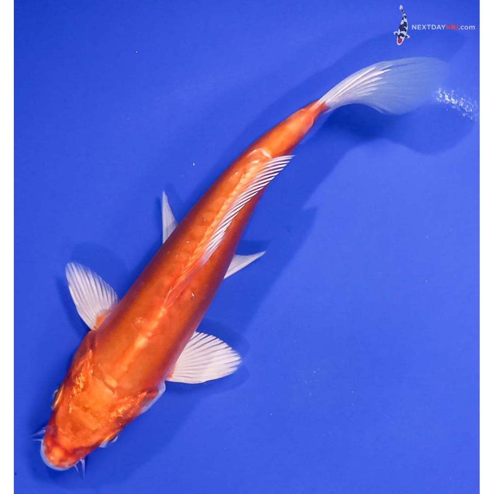 6.5” Imported Kikusui