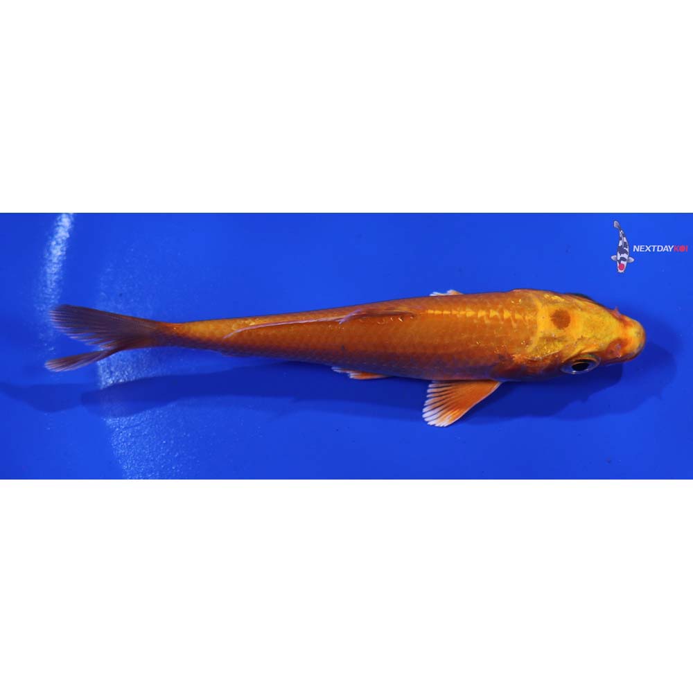 4” Imported Orenji Ogon