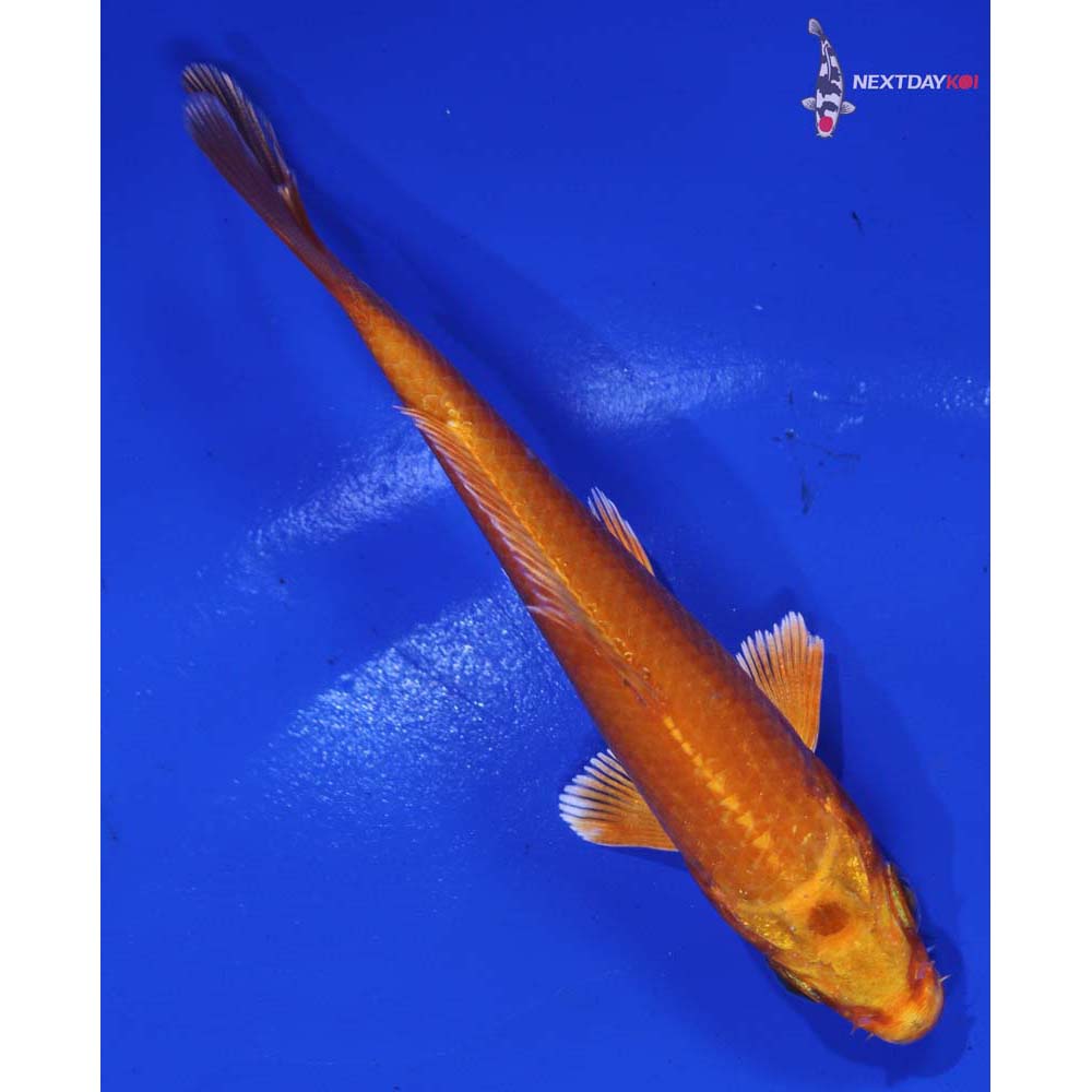 4” Imported Orenji Ogon