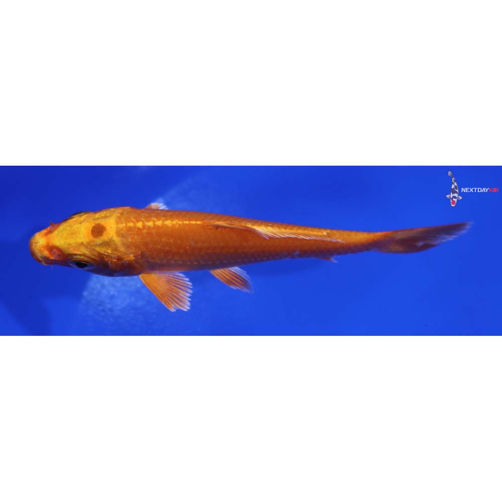 4” Imported Orenji Ogon