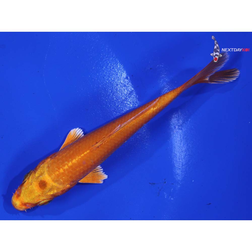 4” Imported Orenji Ogon