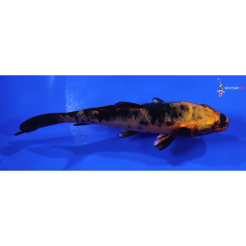 4” Imported Kin Aka Bekko