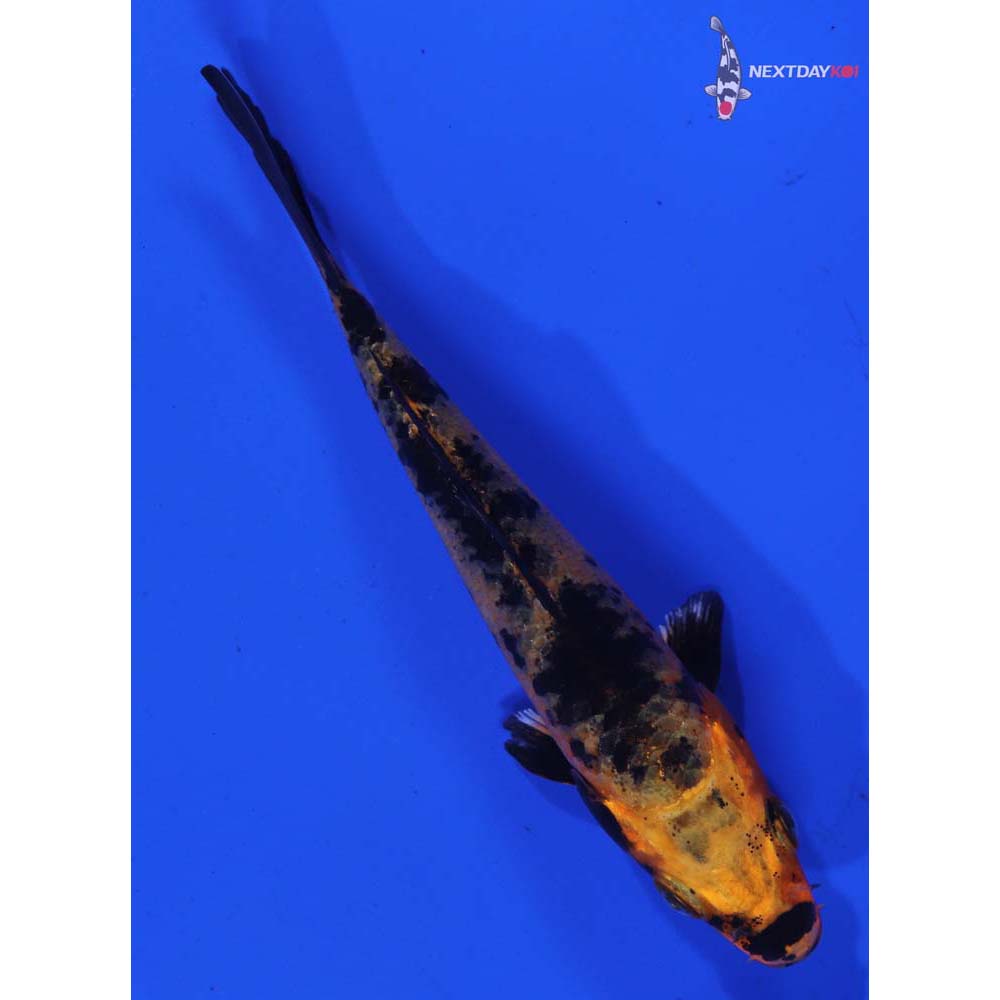 4” Imported Kin Aka Bekko