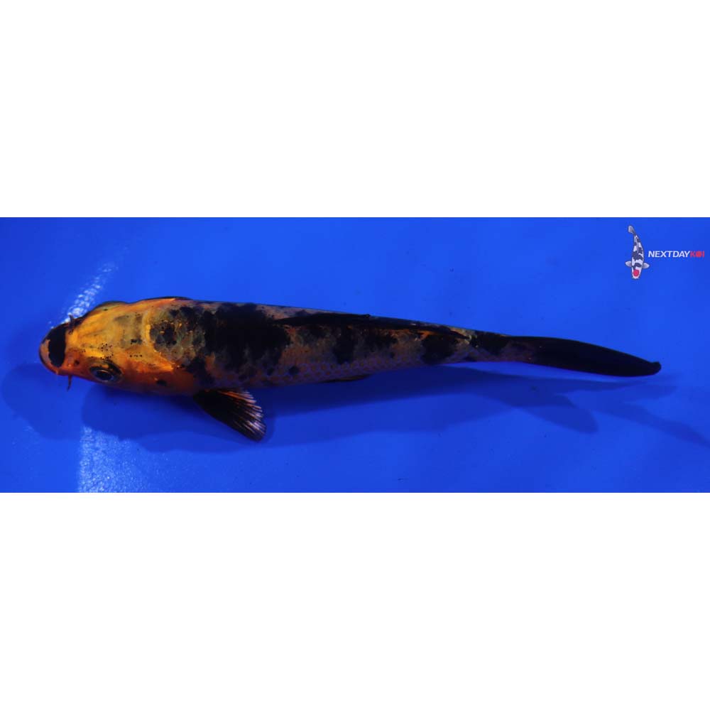 4” Imported Kin Aka Bekko