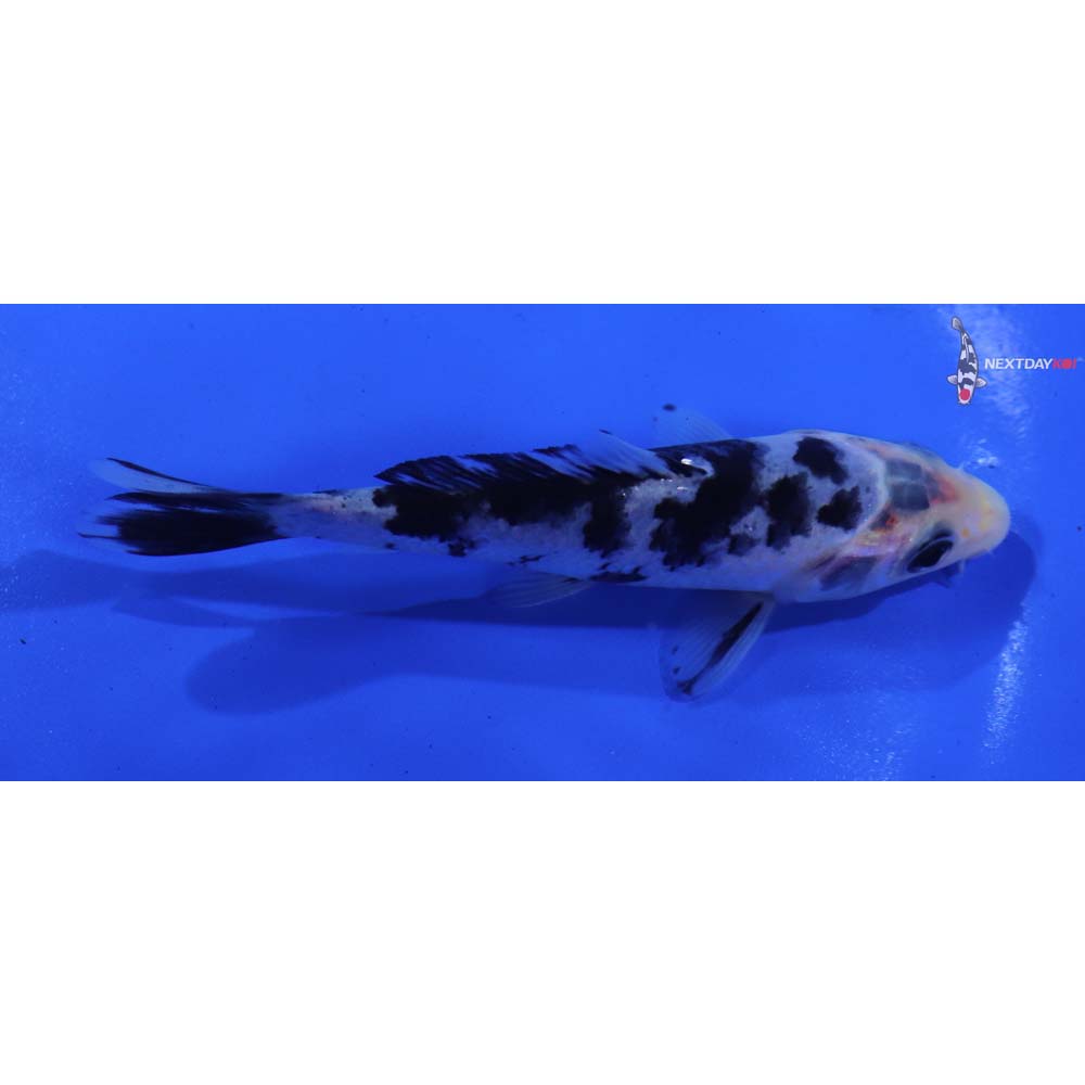 4.5” Imported Shiro Bekko
