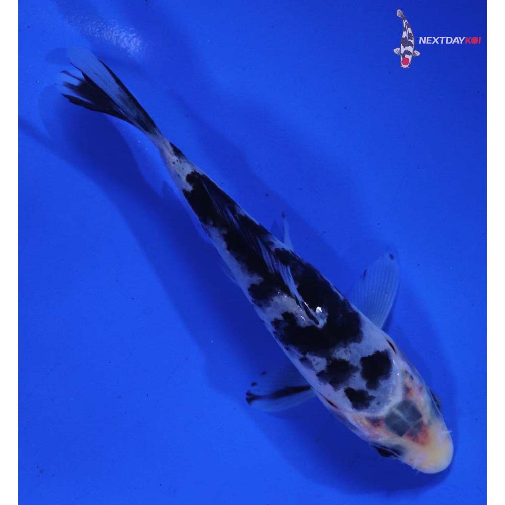 4.5” Imported Shiro Bekko