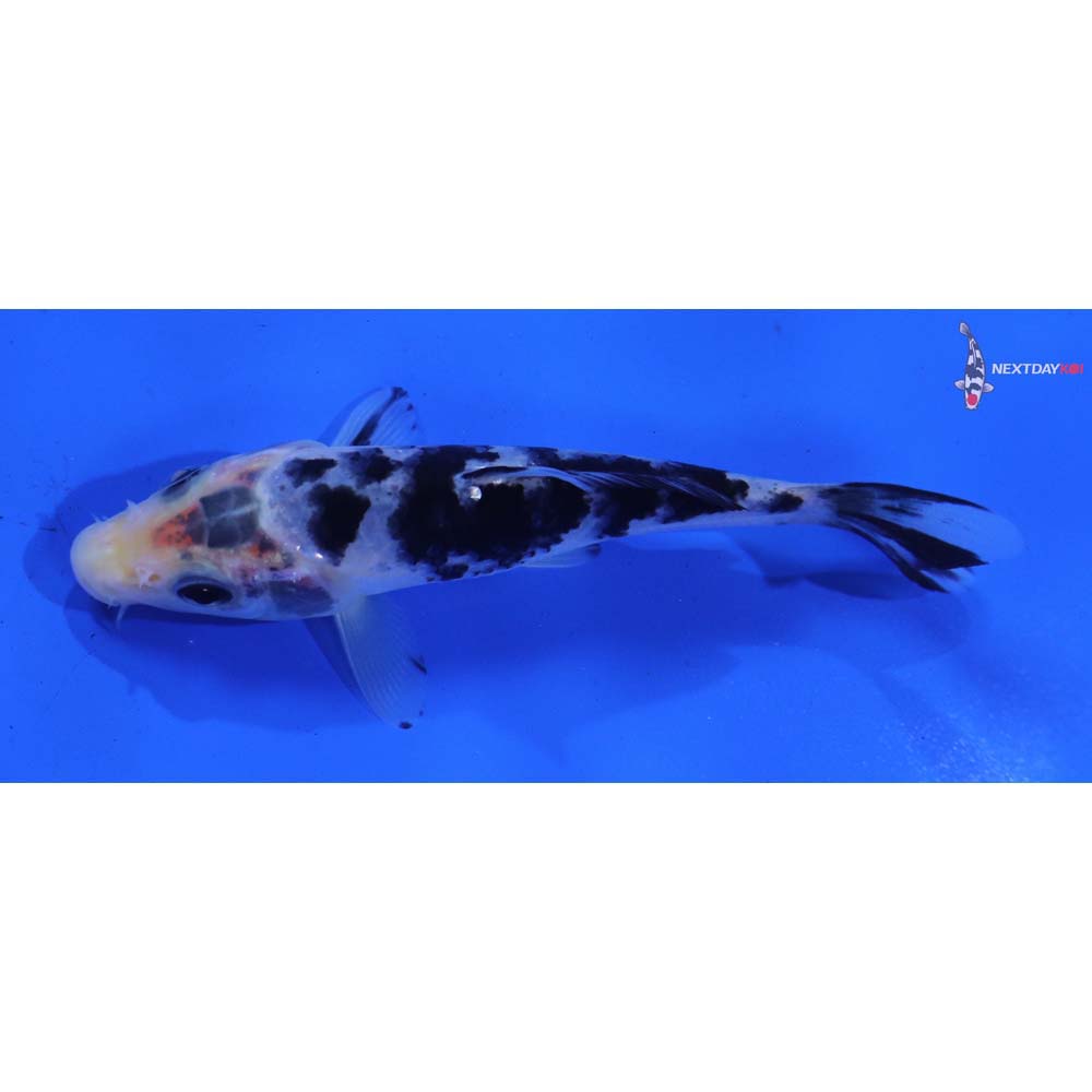 4.5” Imported Shiro Bekko