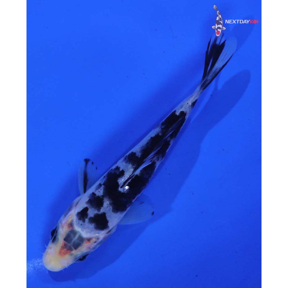 4.5” Imported Shiro Bekko