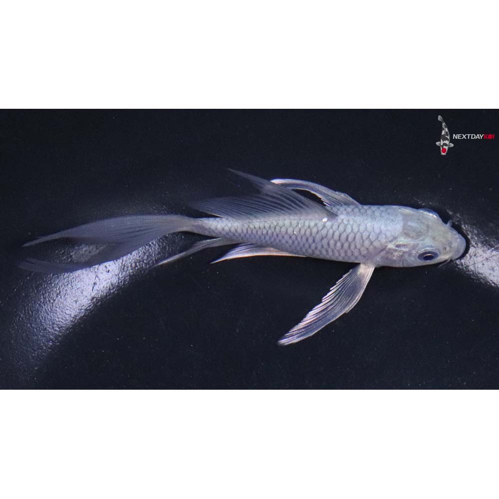5” Imported Soragoi Butterfly Koi