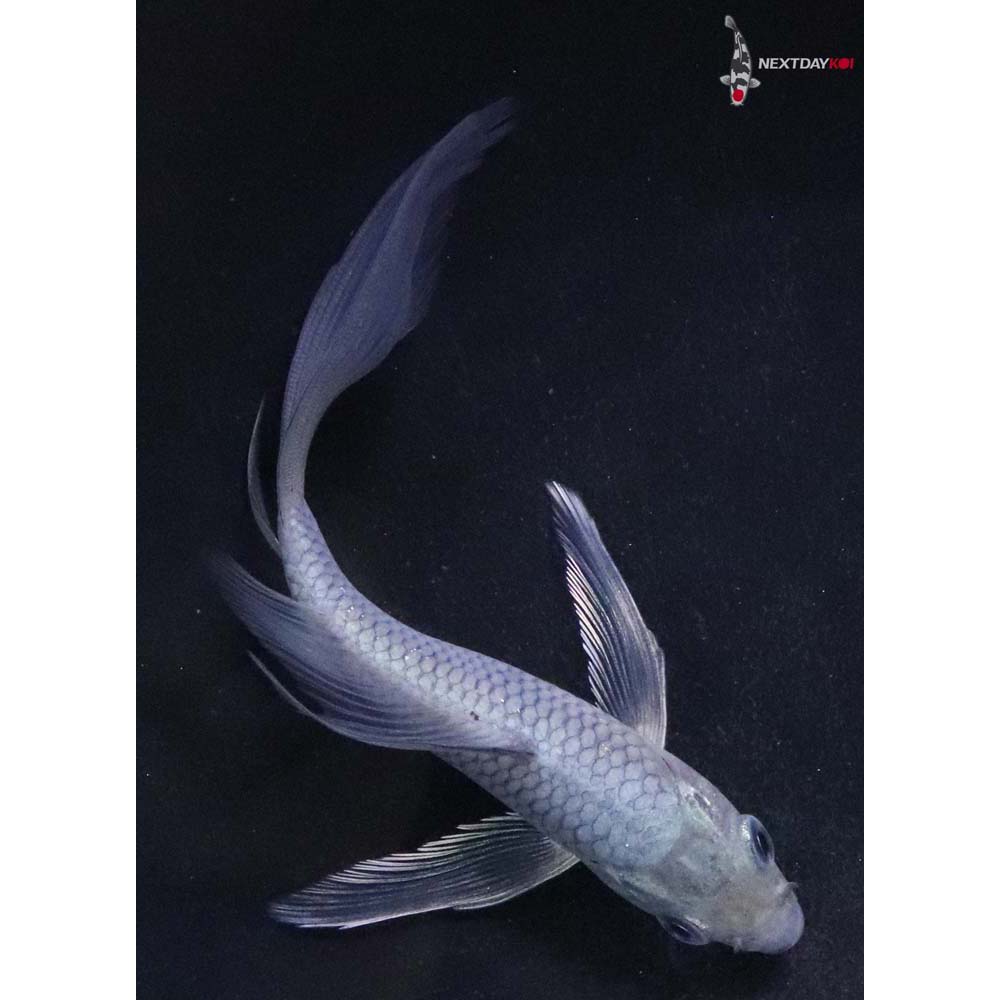 5” Imported Soragoi Butterfly Koi