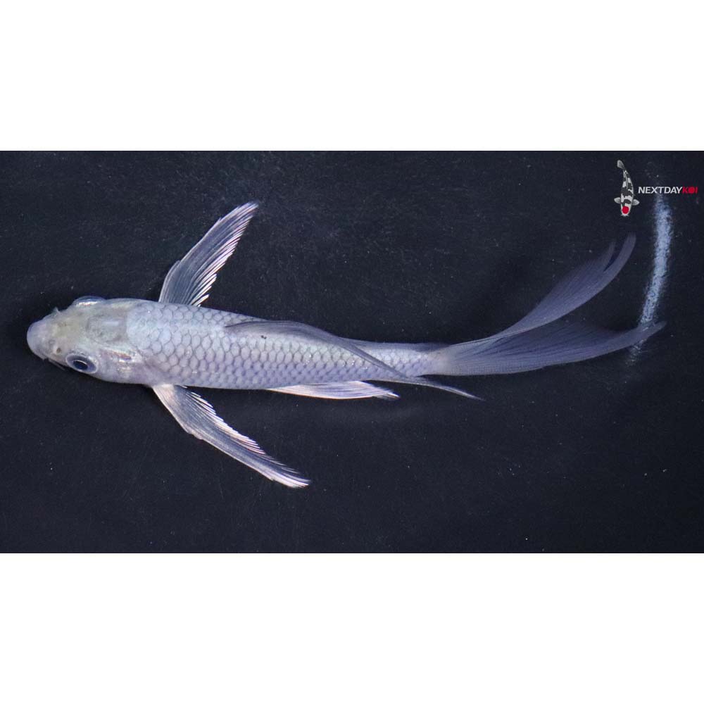 5” Imported Soragoi Butterfly Koi
