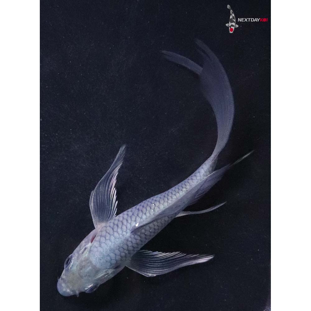 5” Imported Soragoi Butterfly Koi
