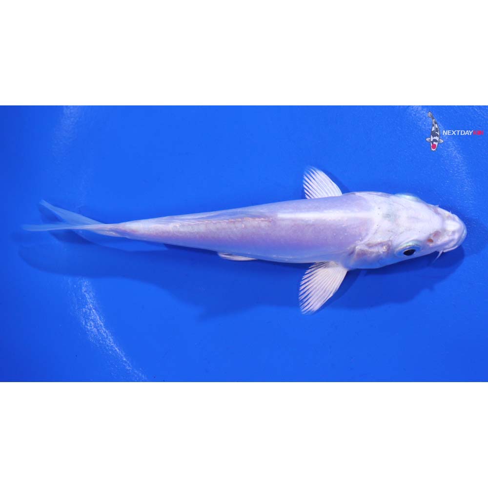 4.5” Imported Doitsu Platinum Ogon