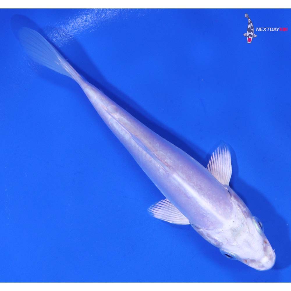 4.5” Imported Doitsu Platinum Ogon