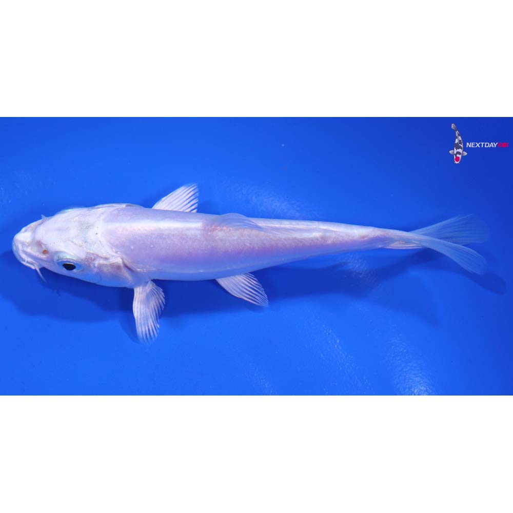 4.5” Imported Doitsu Platinum Ogon