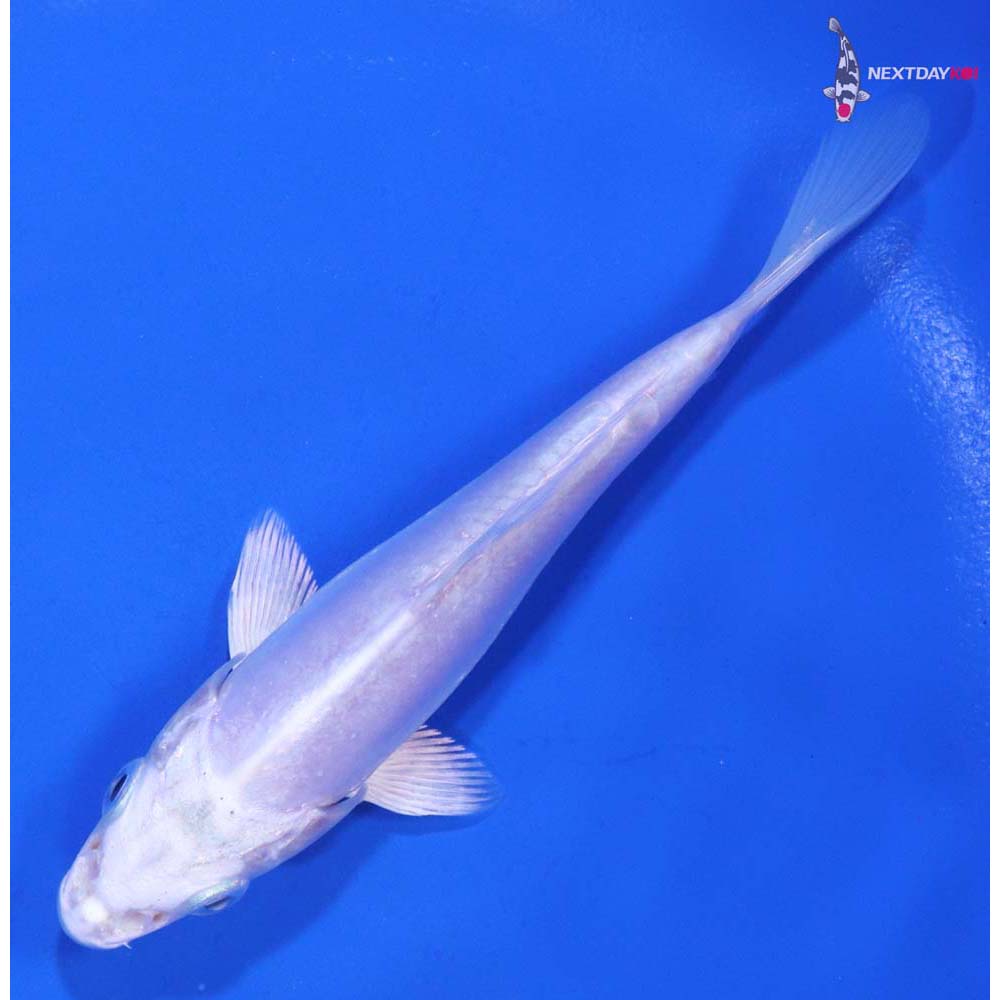 4.5” Imported Doitsu Platinum Ogon