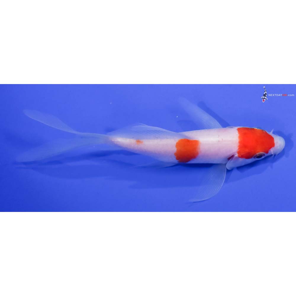 4” Imported Kohaku Butterfly Koi