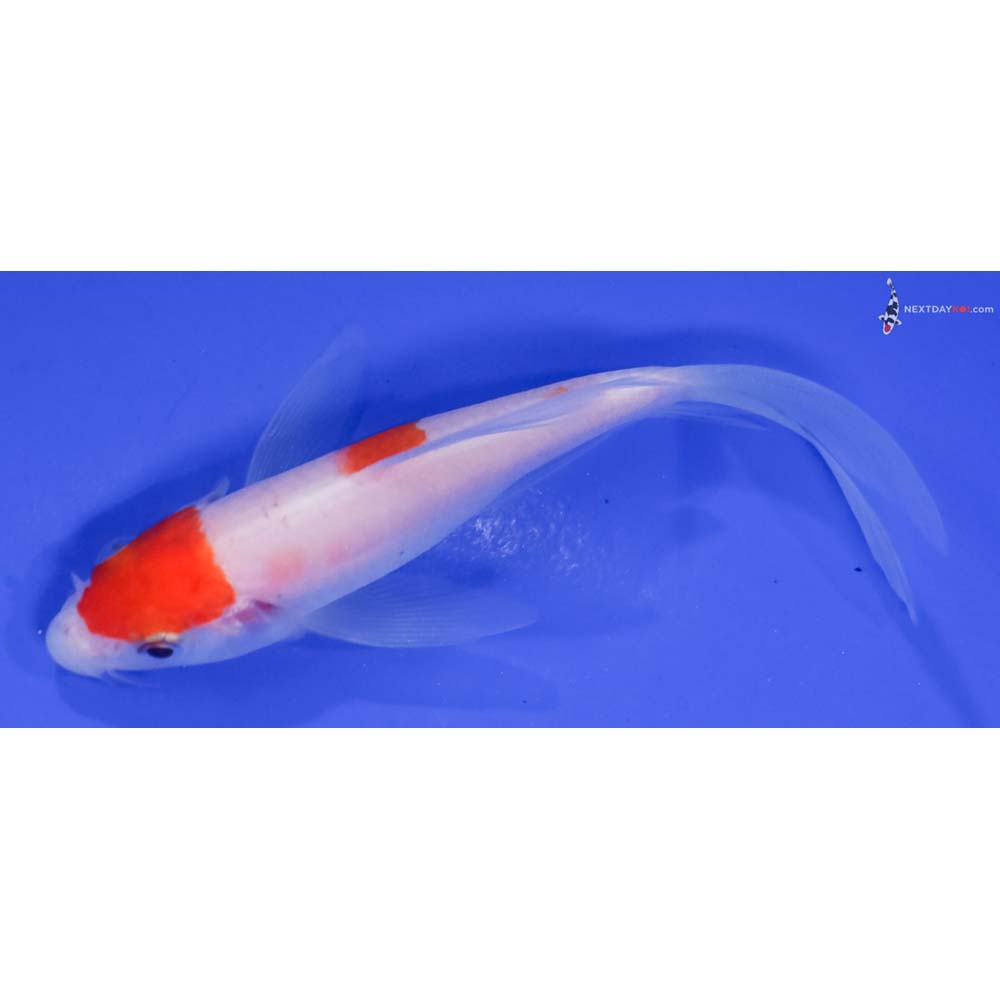 4” Imported Kohaku Butterfly Koi