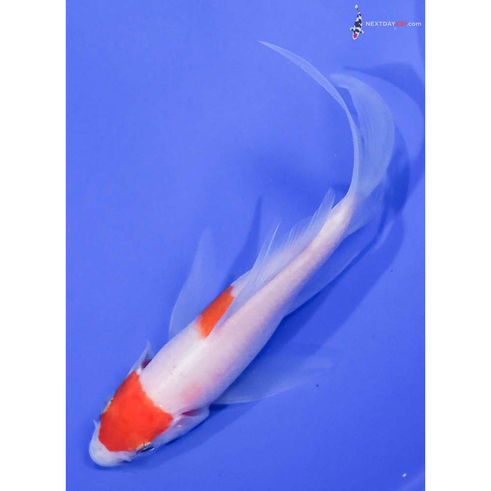 4” Imported Kohaku Butterfly Koi