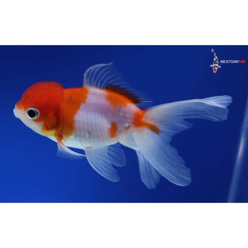 5” Imported Red and White Oranda