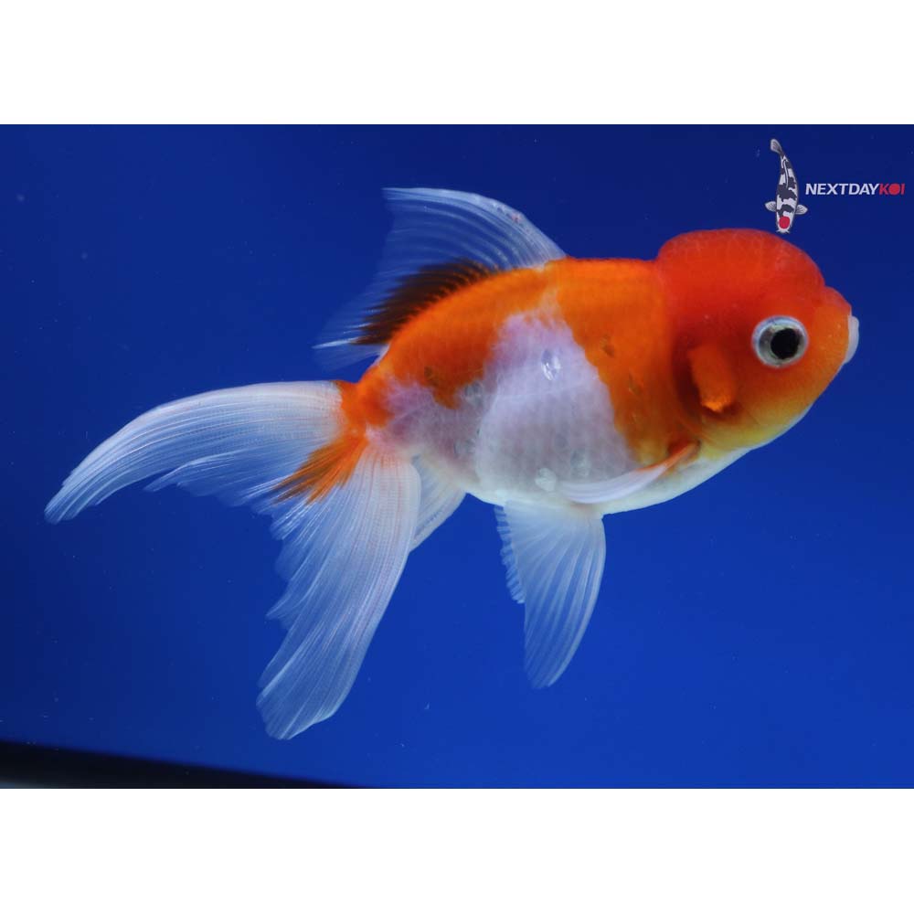 5” Imported Red and White Oranda
