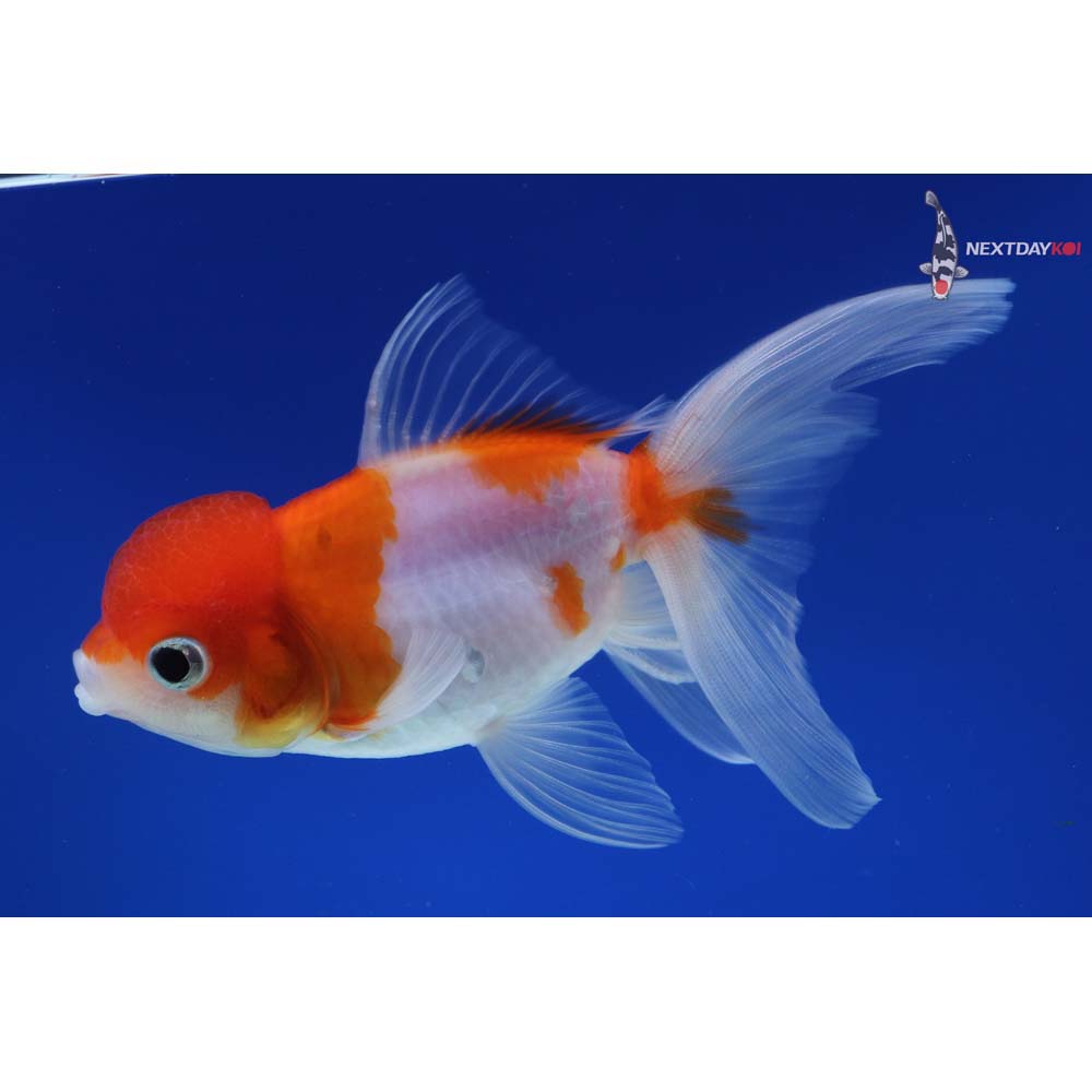 5” Imported Red and White Oranda