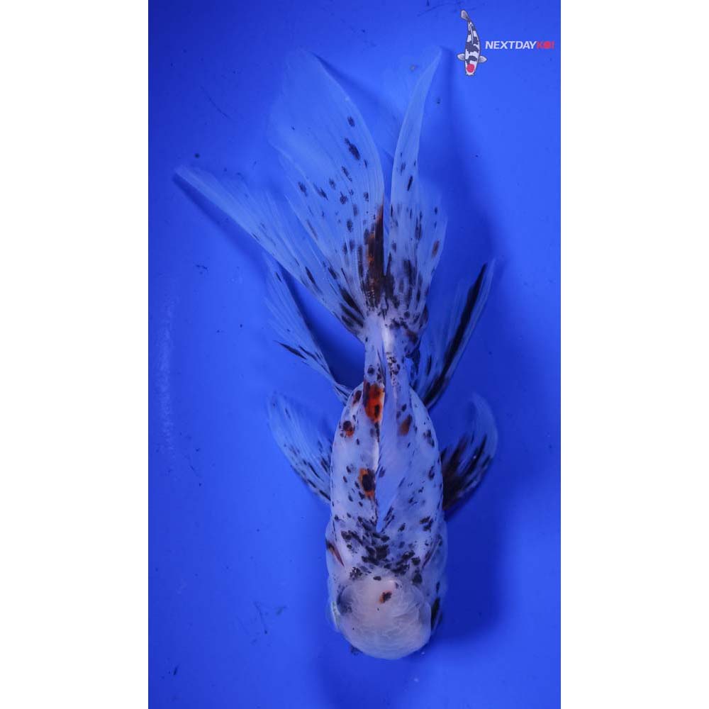 5” Imported Calico Oranda