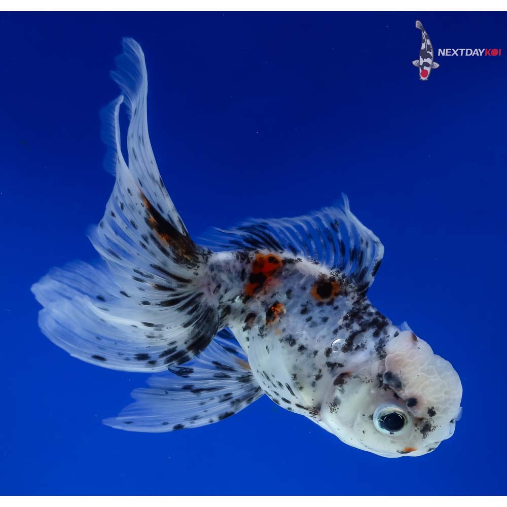 5” Imported Calico Oranda