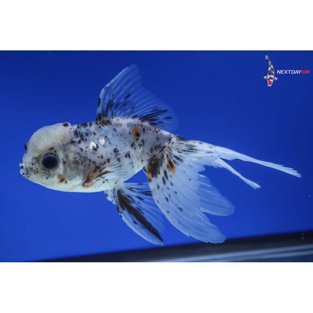 5” Imported Calico Oranda