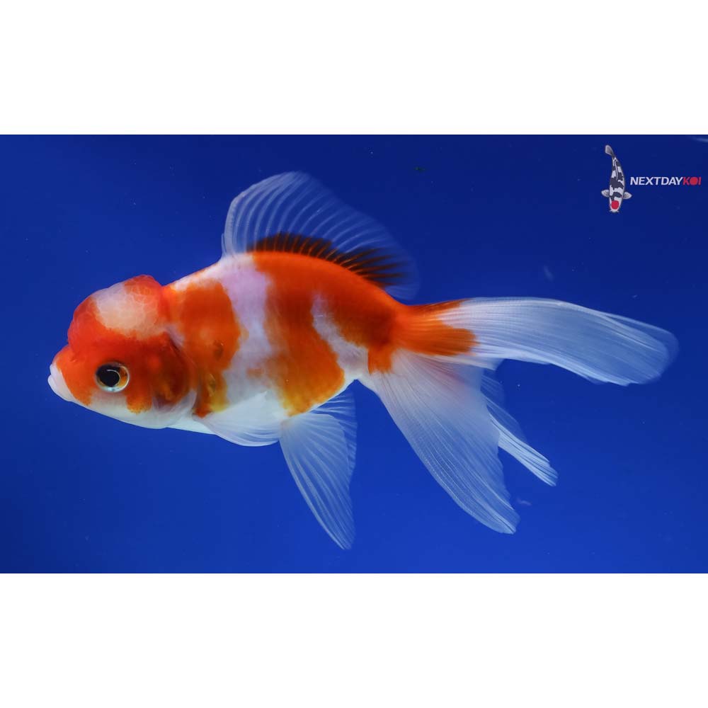 5” Imported Red and White Oranda