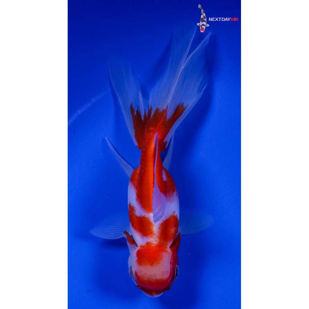 5” Imported Red and White Oranda