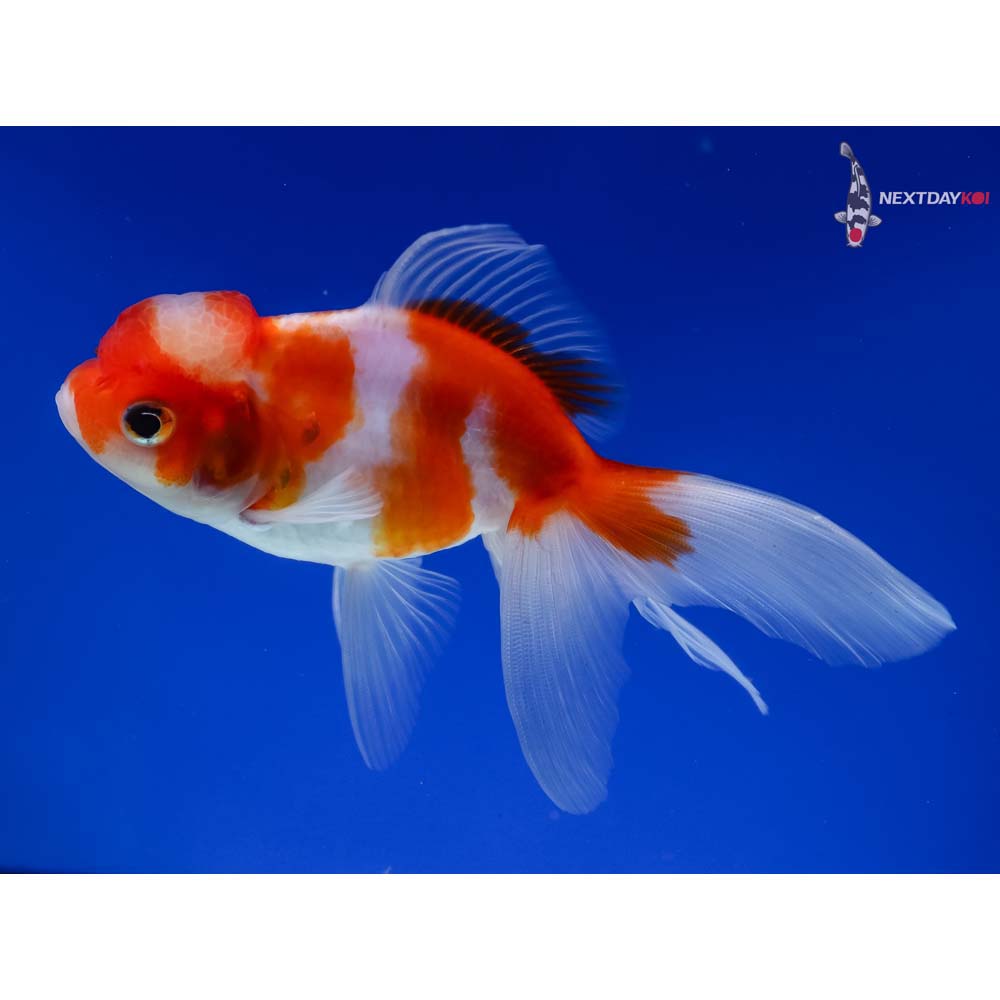 5” Imported Red and White Oranda