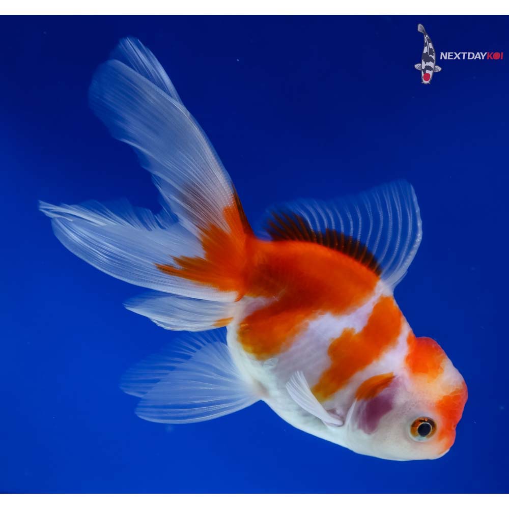 5” Imported Red and White Oranda