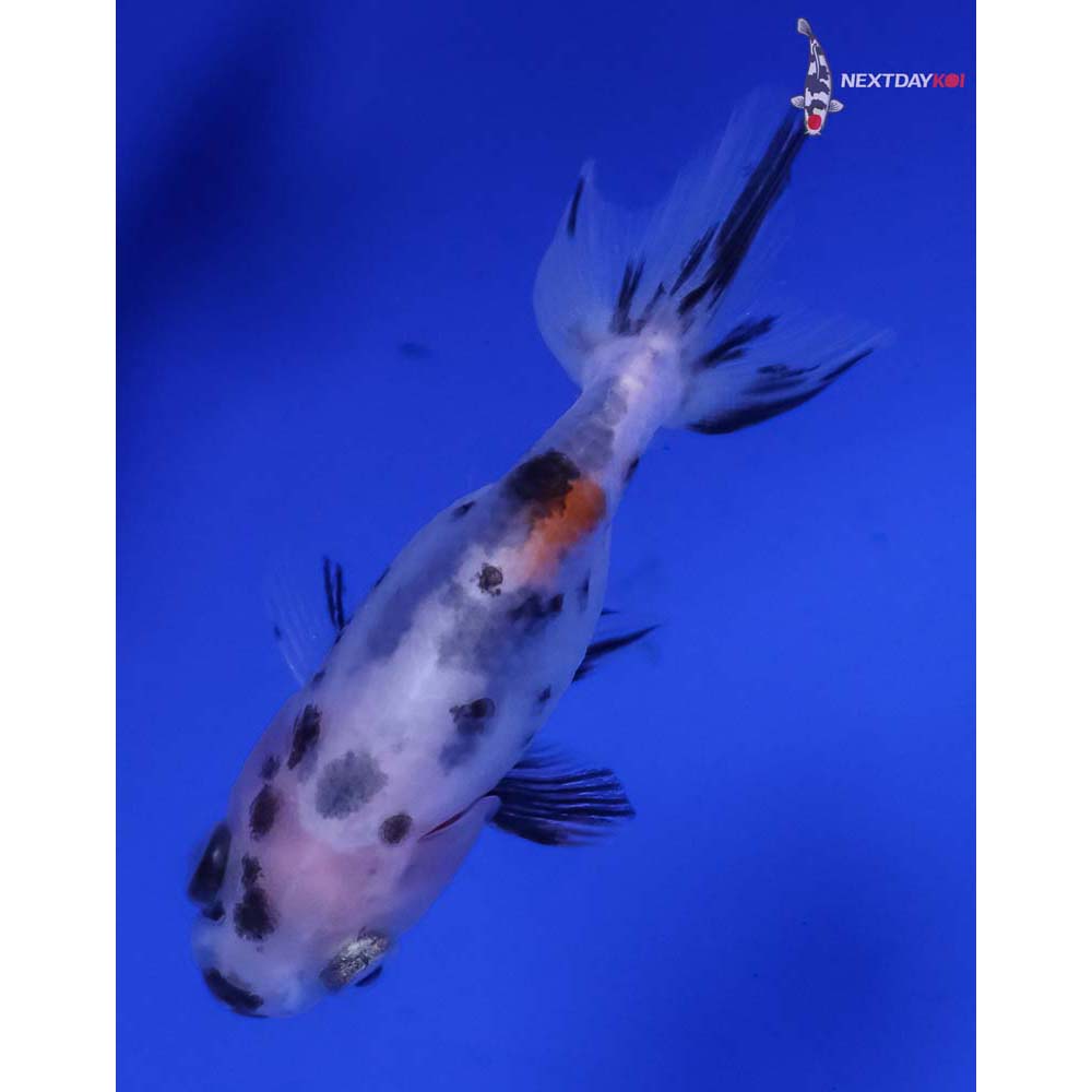 2” Imported Calico Ranchu