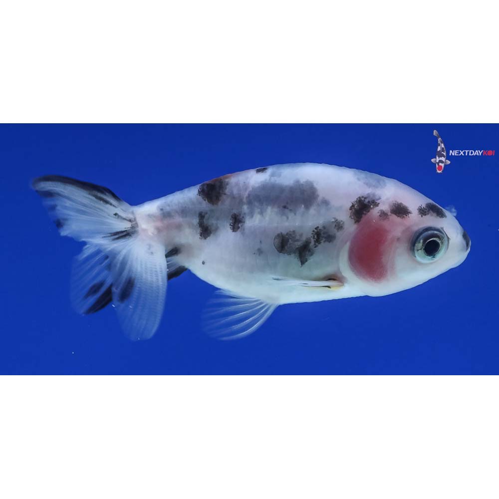 2” Imported Calico Ranchu