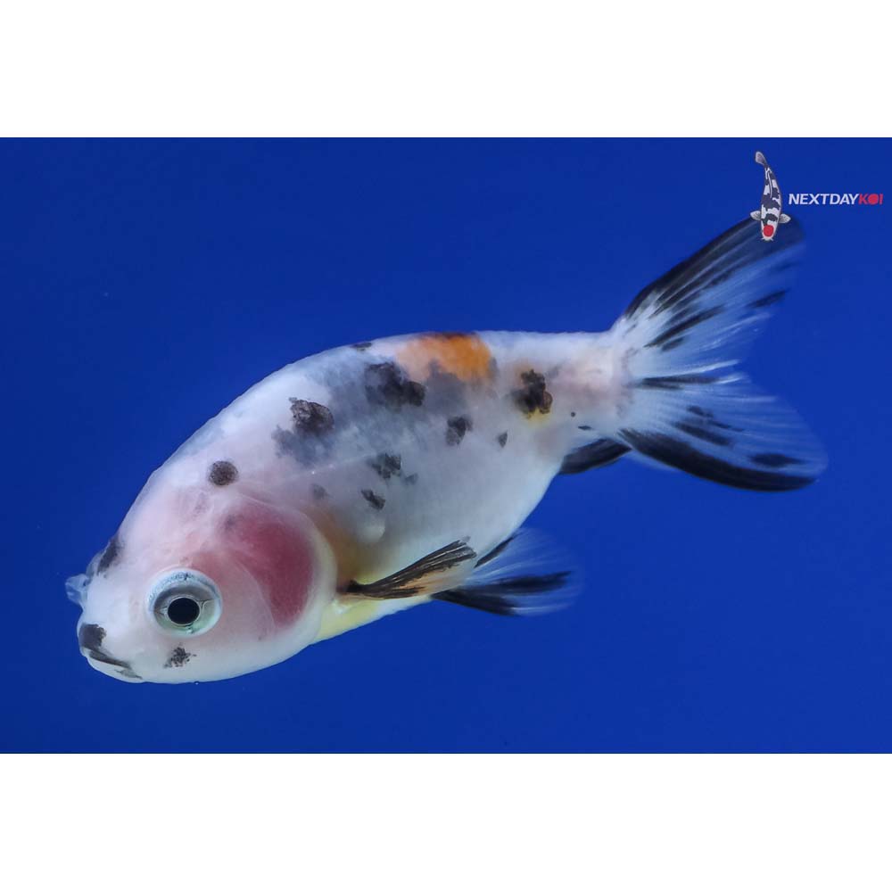 2” Imported Calico Ranchu