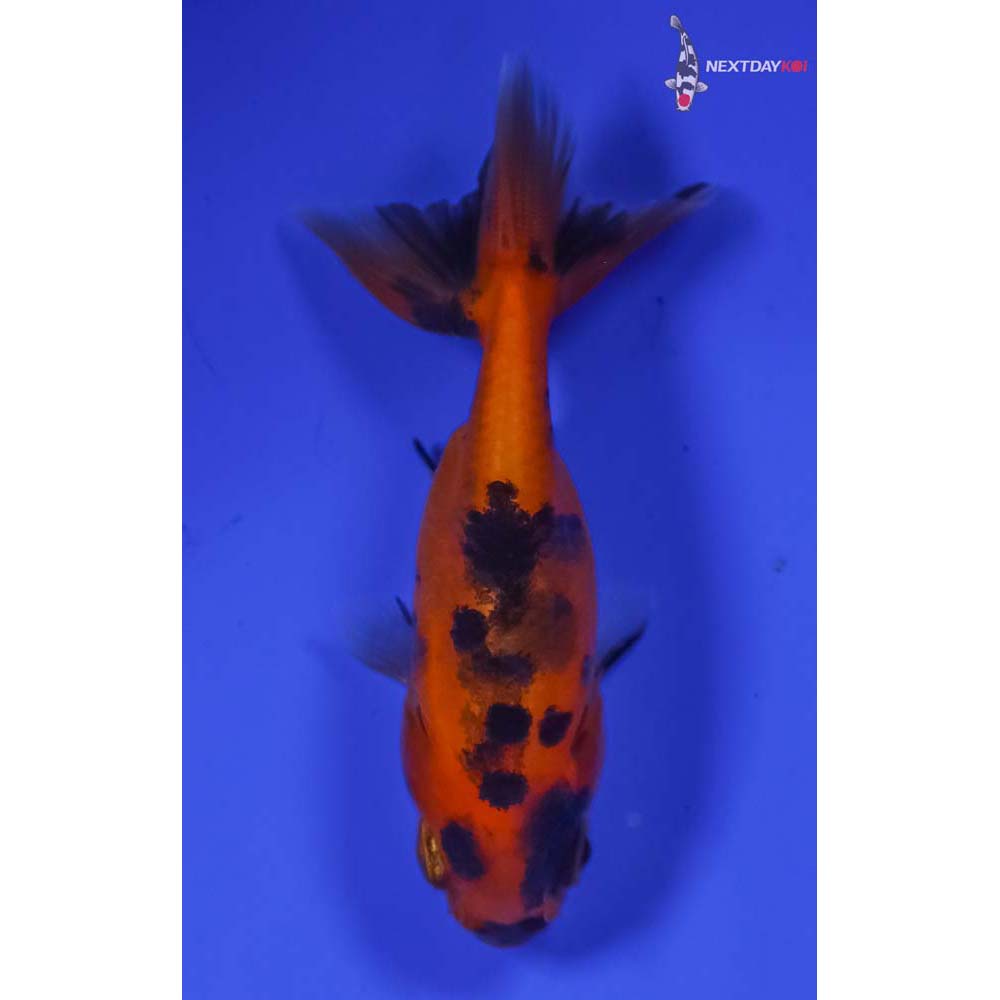 2” Imported Calico Ranchu