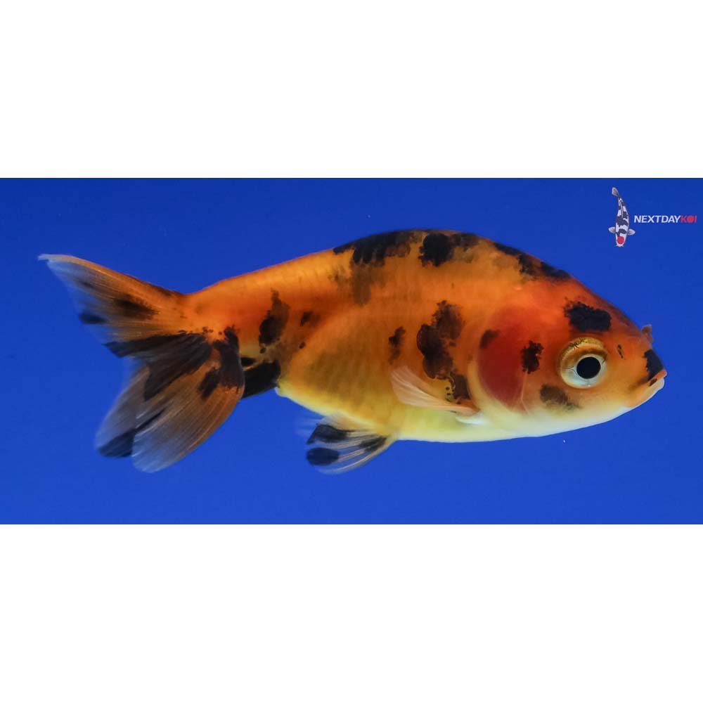2” Imported Calico Ranchu