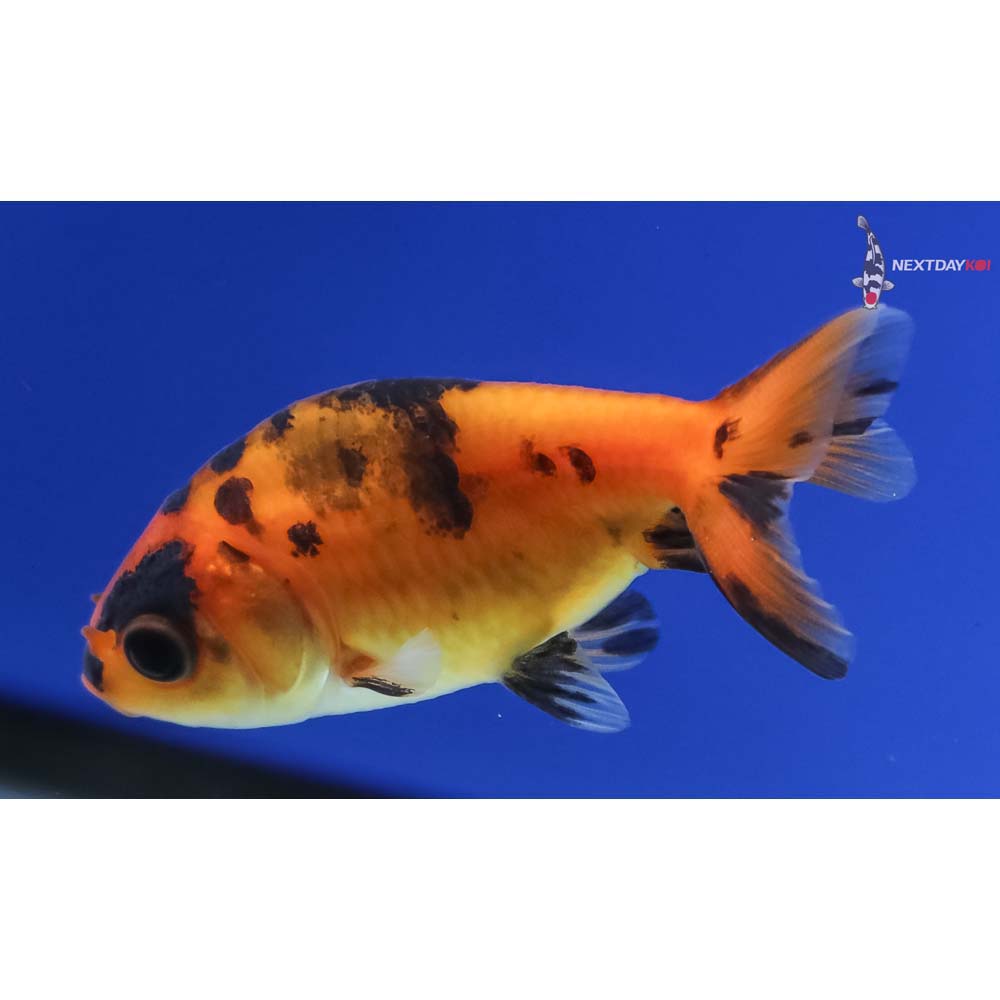 2” Imported Calico Ranchu