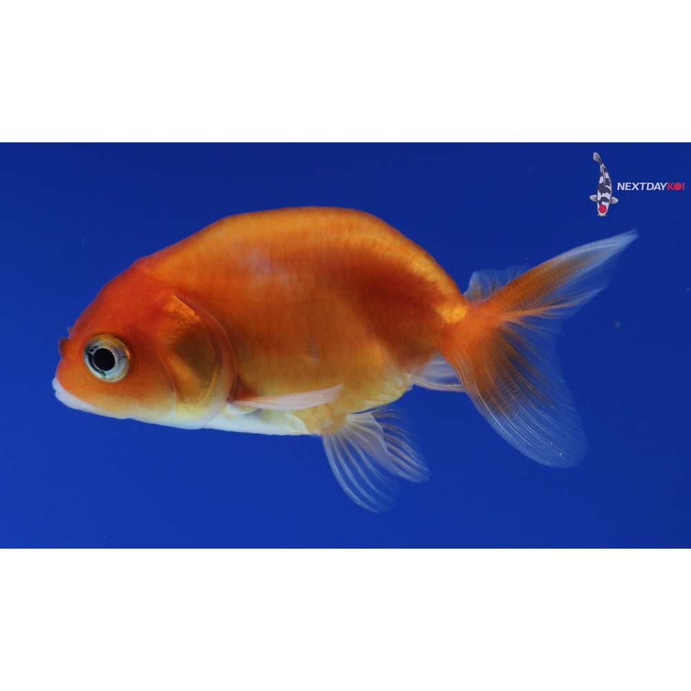 2” Imported Red and White Ranchu