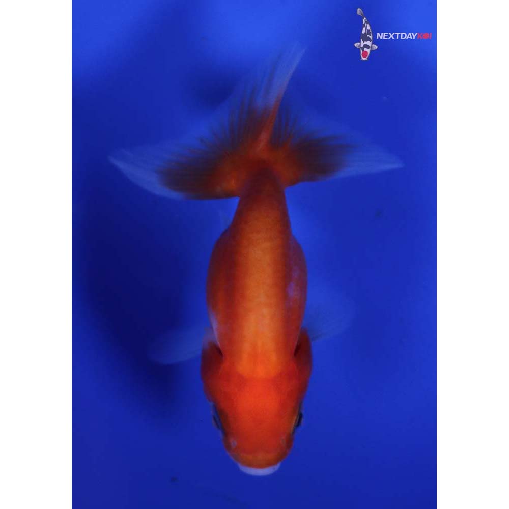 2” Imported Red and White Ranchu