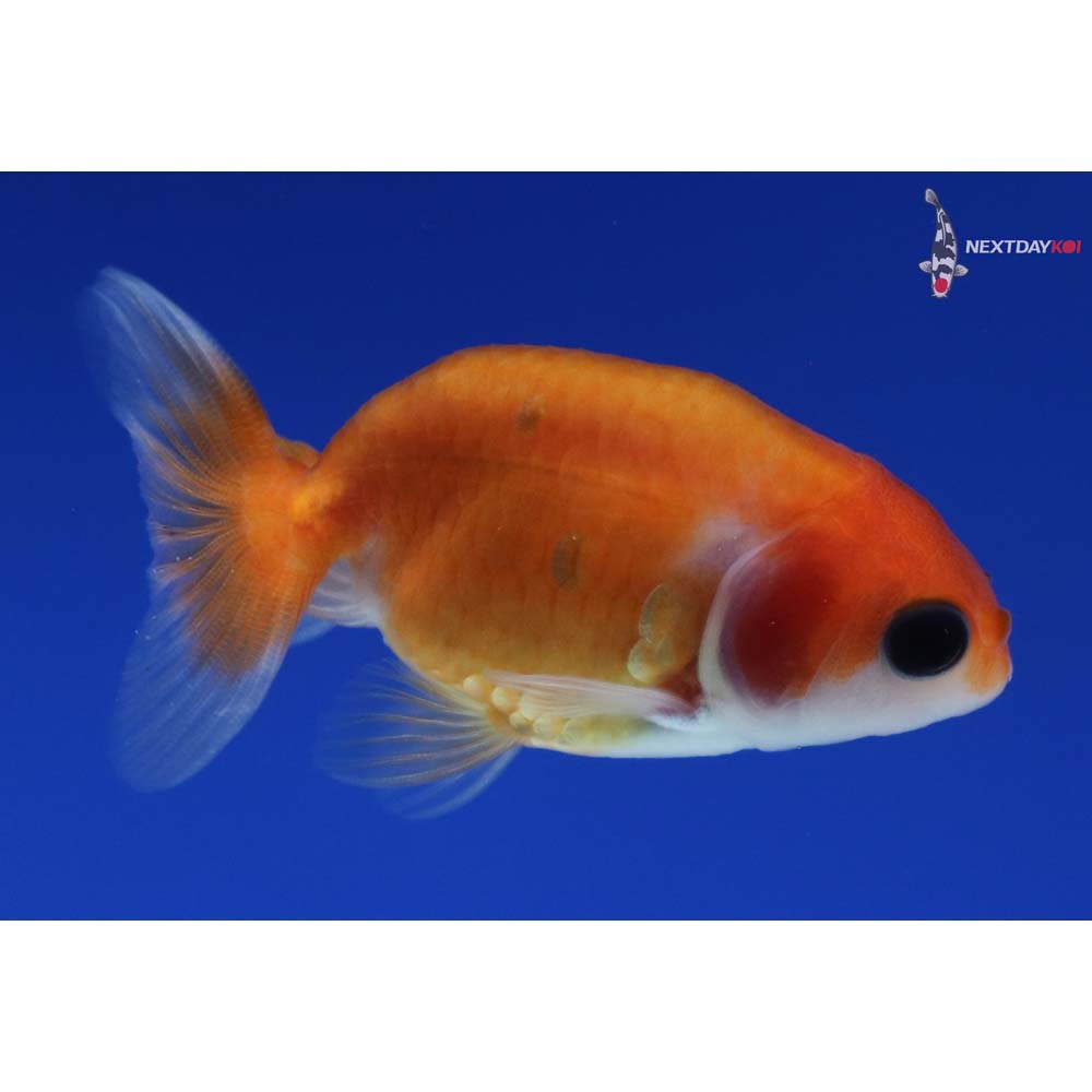 2” Imported Red and White Ranchu